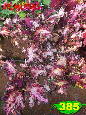 Coleus 385