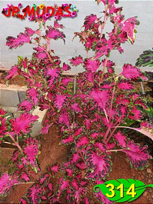Coleus 314