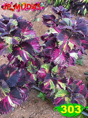 Coleus 303