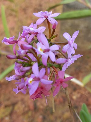 Kit epidendrun LILAS com 5 mudas