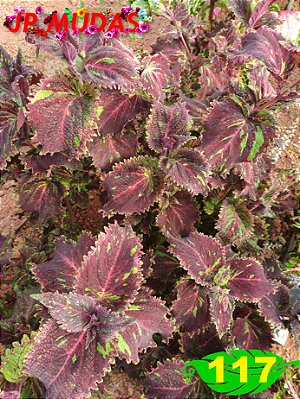 Coleus 117