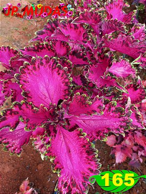 Coleus 165