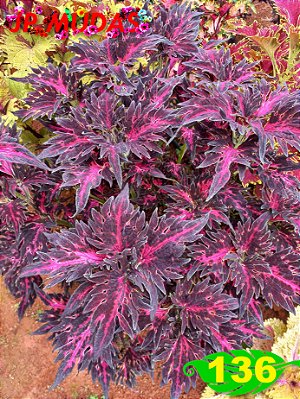 Coleus 136