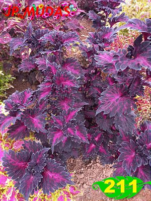 coleus 211