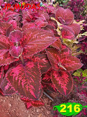 Coleus 216