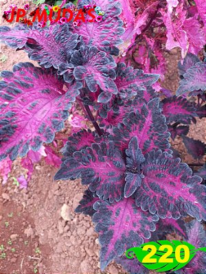 Coleus 220