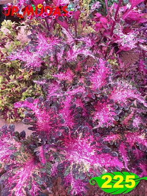 Coleus 225