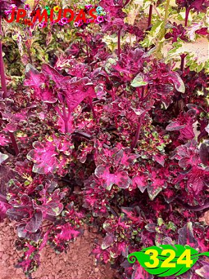 Coleus 324