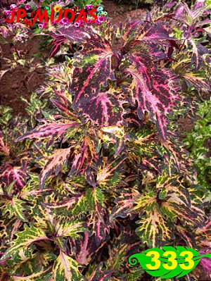 Coleus 333