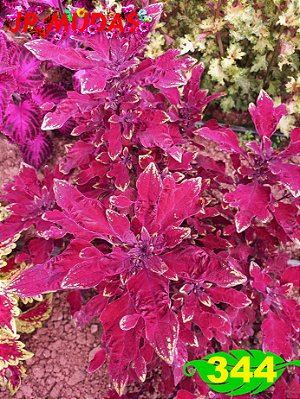 Coleus 344