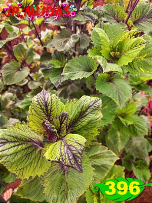 Coleus 396