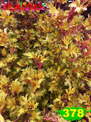 Coleus 378