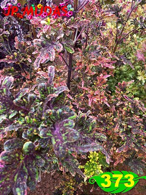 Coleus 373