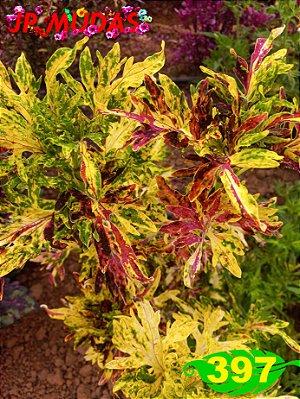 Coleus 397