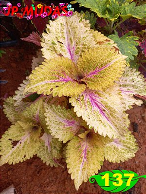 Coleus 137