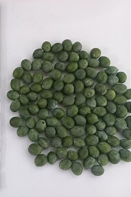 kit sementes de podocarpo com 150 unidades