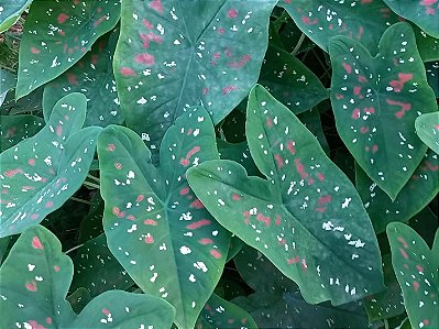 Caladium 4