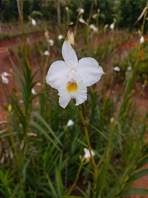 Kit orquidea aroundina branca com 5