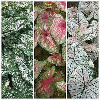 Kit caladium
