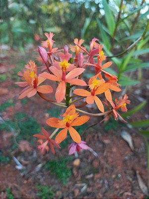 Orquídea epidendrum E10