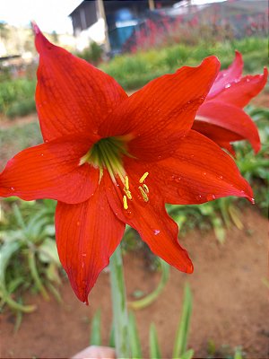 Amarilis vermelho bulbo grande