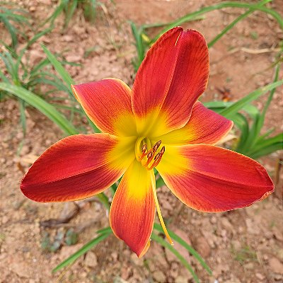 Lírio são José L22