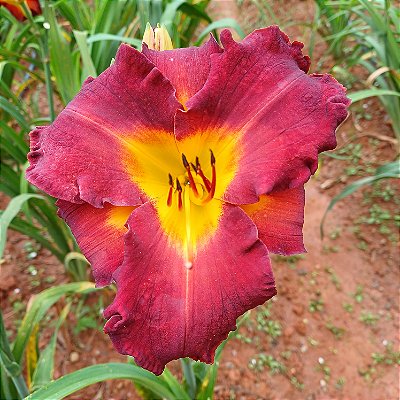 Lírio são José L45