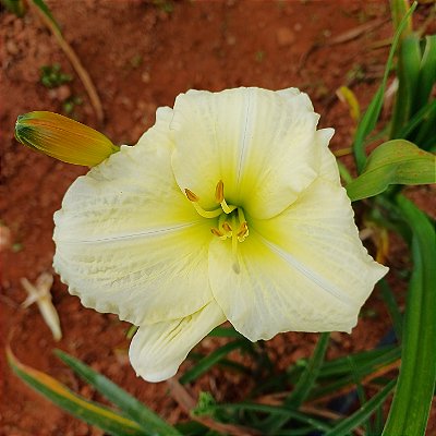 Lírio são José L46