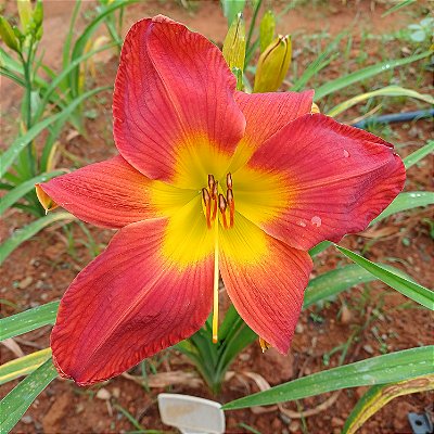 Lírio são José L63