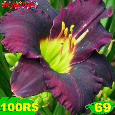 Lírio são José L69