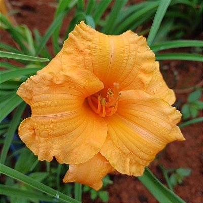 Lírio são José L73