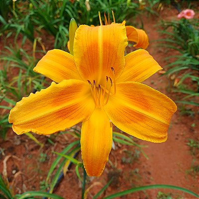 Lírio são José L76