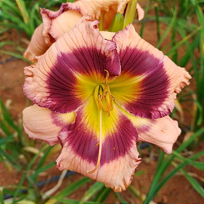 Lírio são José L81