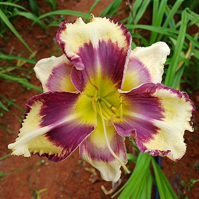 Lírio são José L83