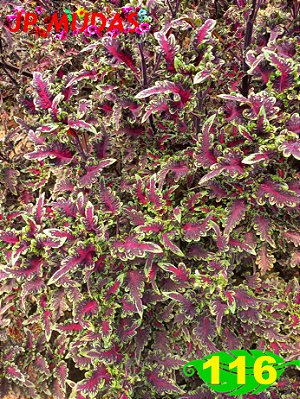 Coleus 116