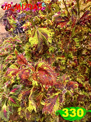 coleus 330