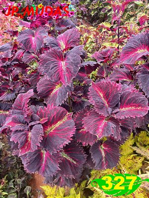 coleus 327