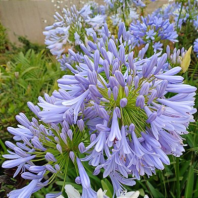 agapanto lilas
