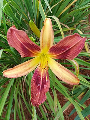 Hemerocallis Hibrido 1003