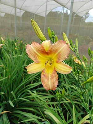 Hemerocallis Hibrido 1005