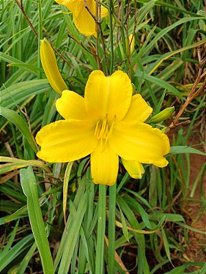 Hemerocallis Hibrido 1008