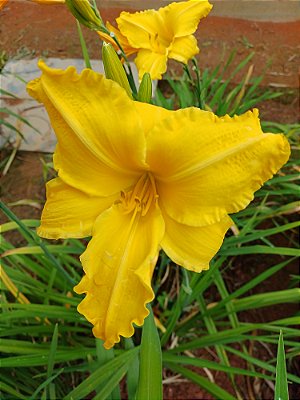Hemerocallis Hibrido 1011