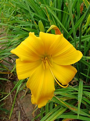 Hemerocallis Hibrido 1012