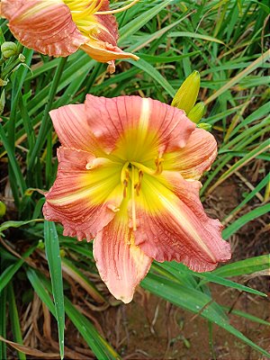 Hemerocallis Hibrido 1013