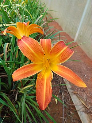 Hemerocallis Hibrido 1016