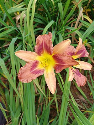 Hemerocallis Hibrido 1019