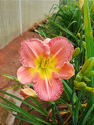 Hemerocallis Hibrido 1020