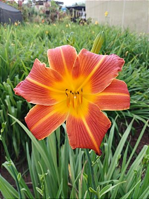 Hemerocallis Hibrido 1023