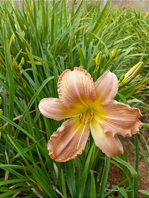 Hemerocallis Hibrido 1025