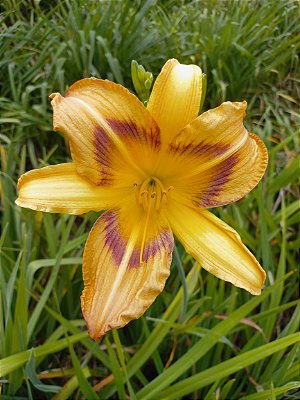 Hemerocallis Hibrido 1027